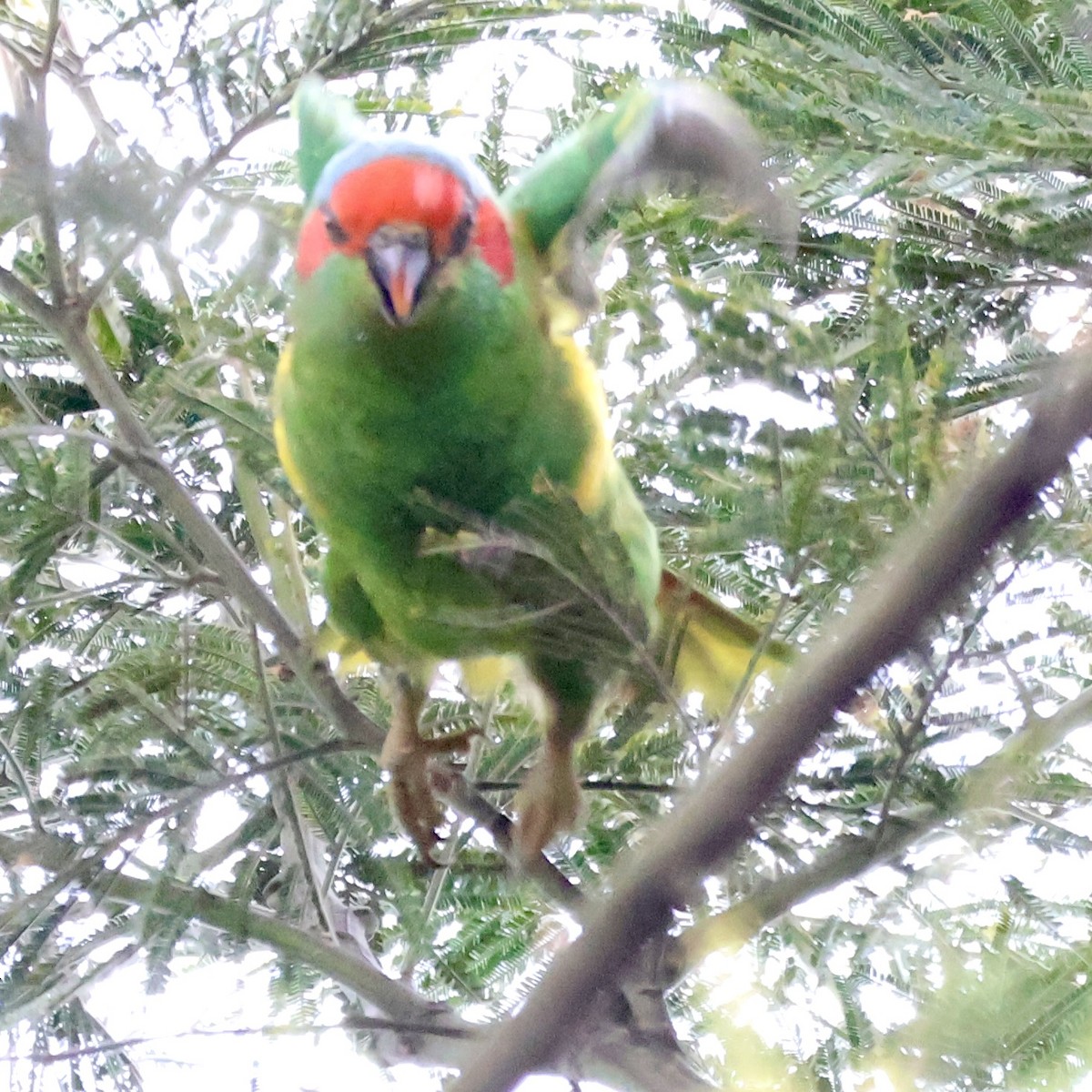 lori mošusový - ML645538972