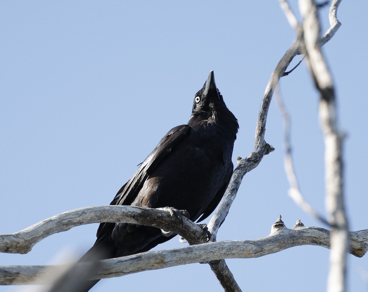Torresian Crow - ML645538981