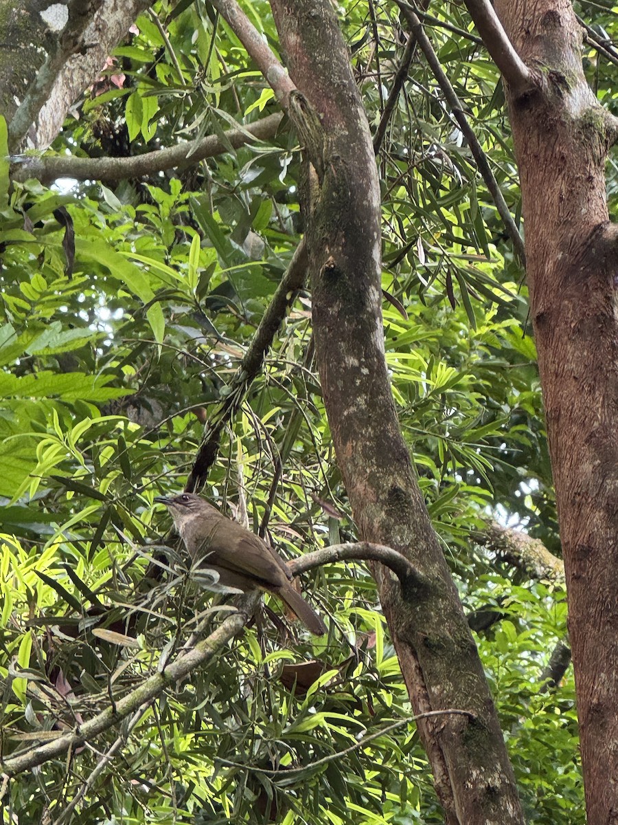 Olive-winged Bulbul - ML645538989