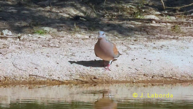 Горлиця звичайна - ML645538990