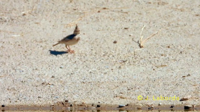 Посмітюха звичайна - ML645538992