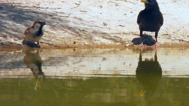 Шпак піренейський - ML645538993