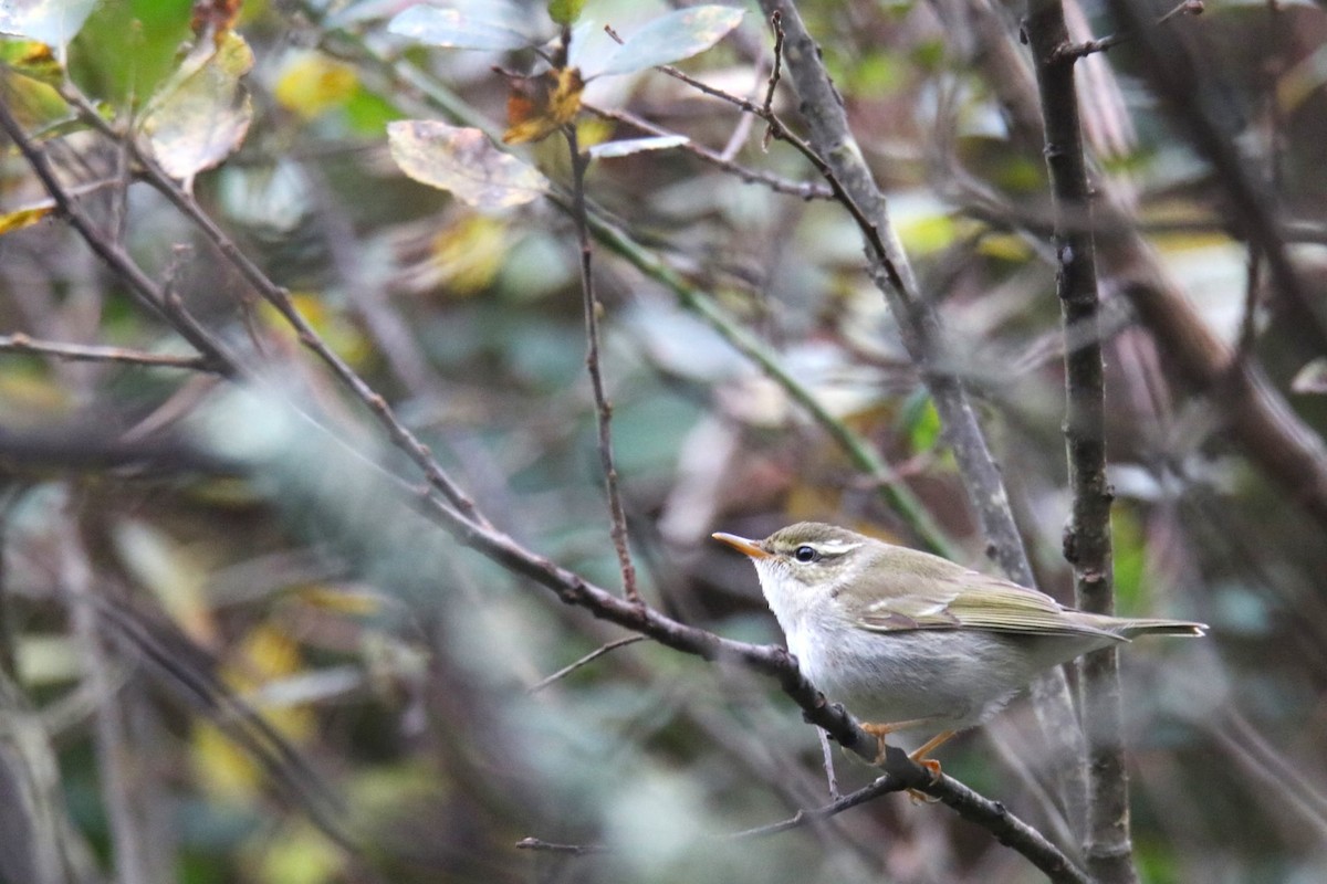 Arctic Warbler - ML645538999