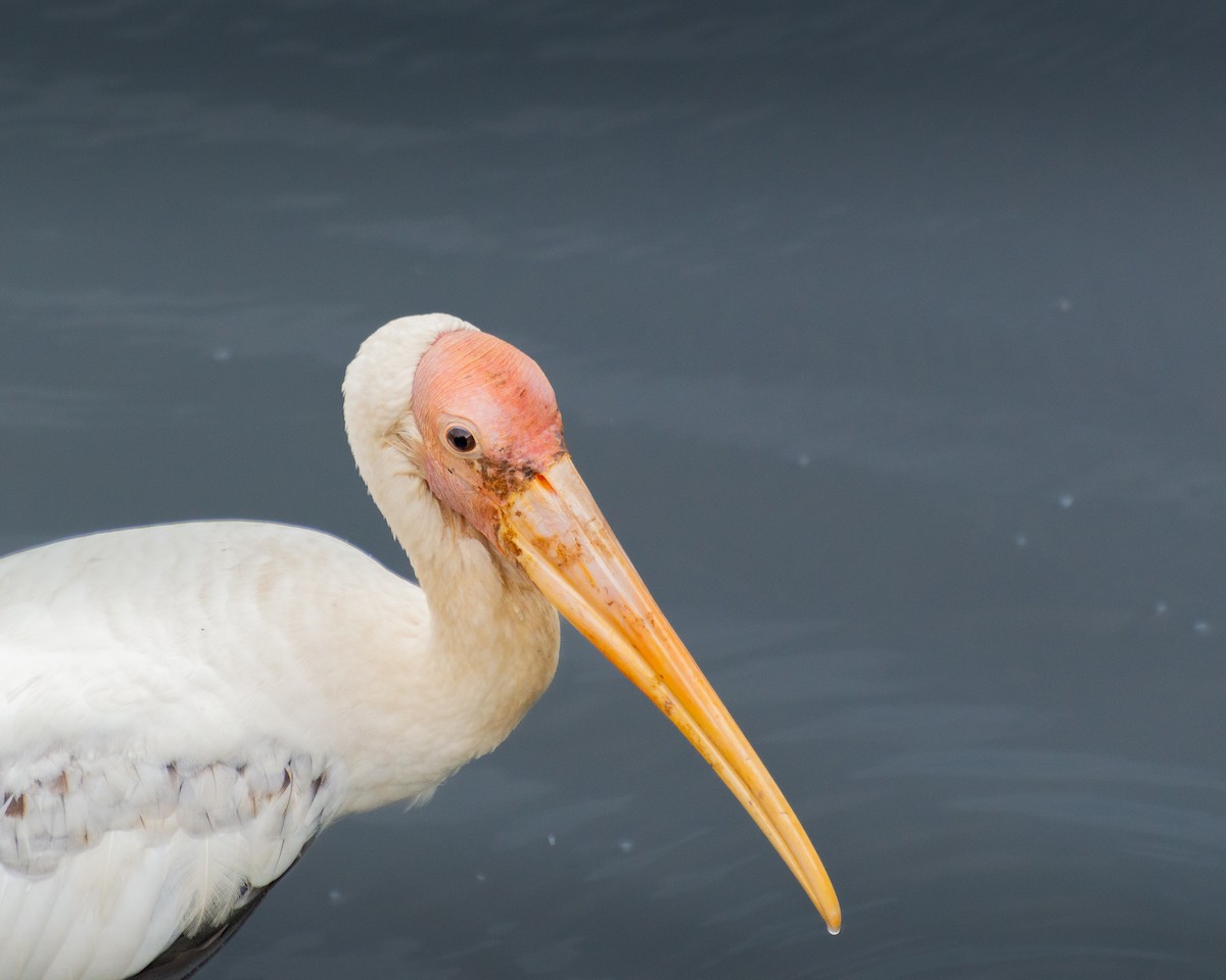 Milky Stork - ML645539003