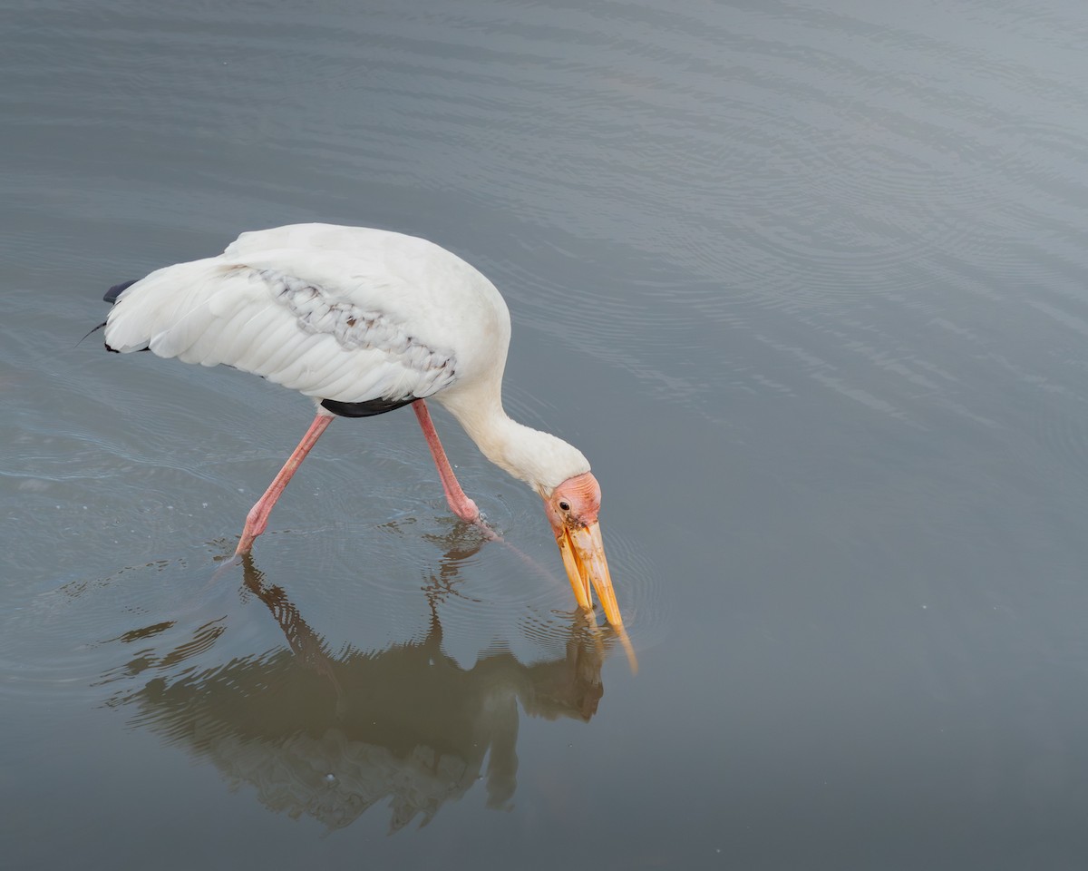 Milky Stork - ML645539004