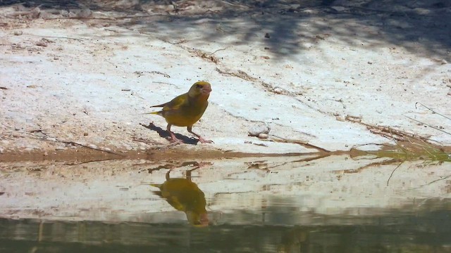 Зеленяк звичайний - ML645539005