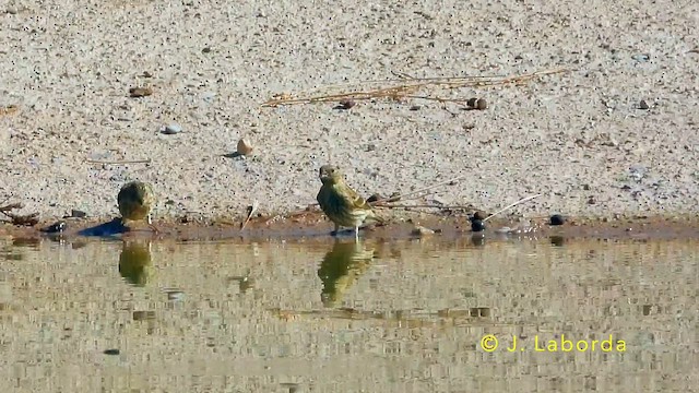 Коноплянка - ML645539007