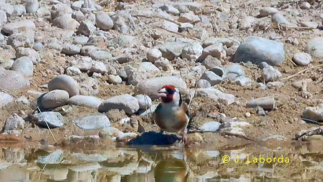 Щиглик звичайний - ML645539014