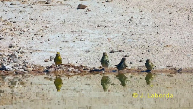 Щедрик європейський - ML645539016