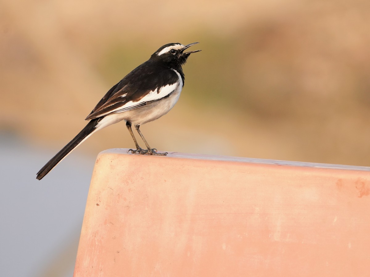 White-browed Wagtail - ML645539020