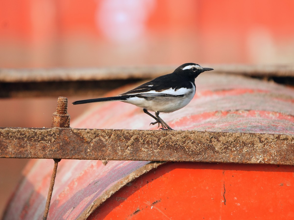 White-browed Wagtail - ML645539021