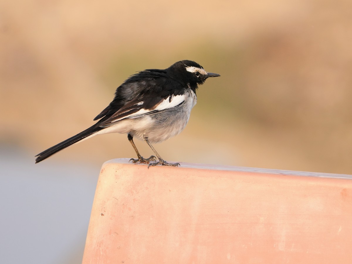 White-browed Wagtail - ML645539022