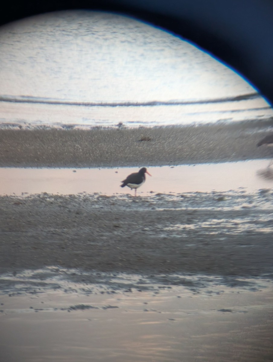 ústřičník dlouhozobý - ML645539035