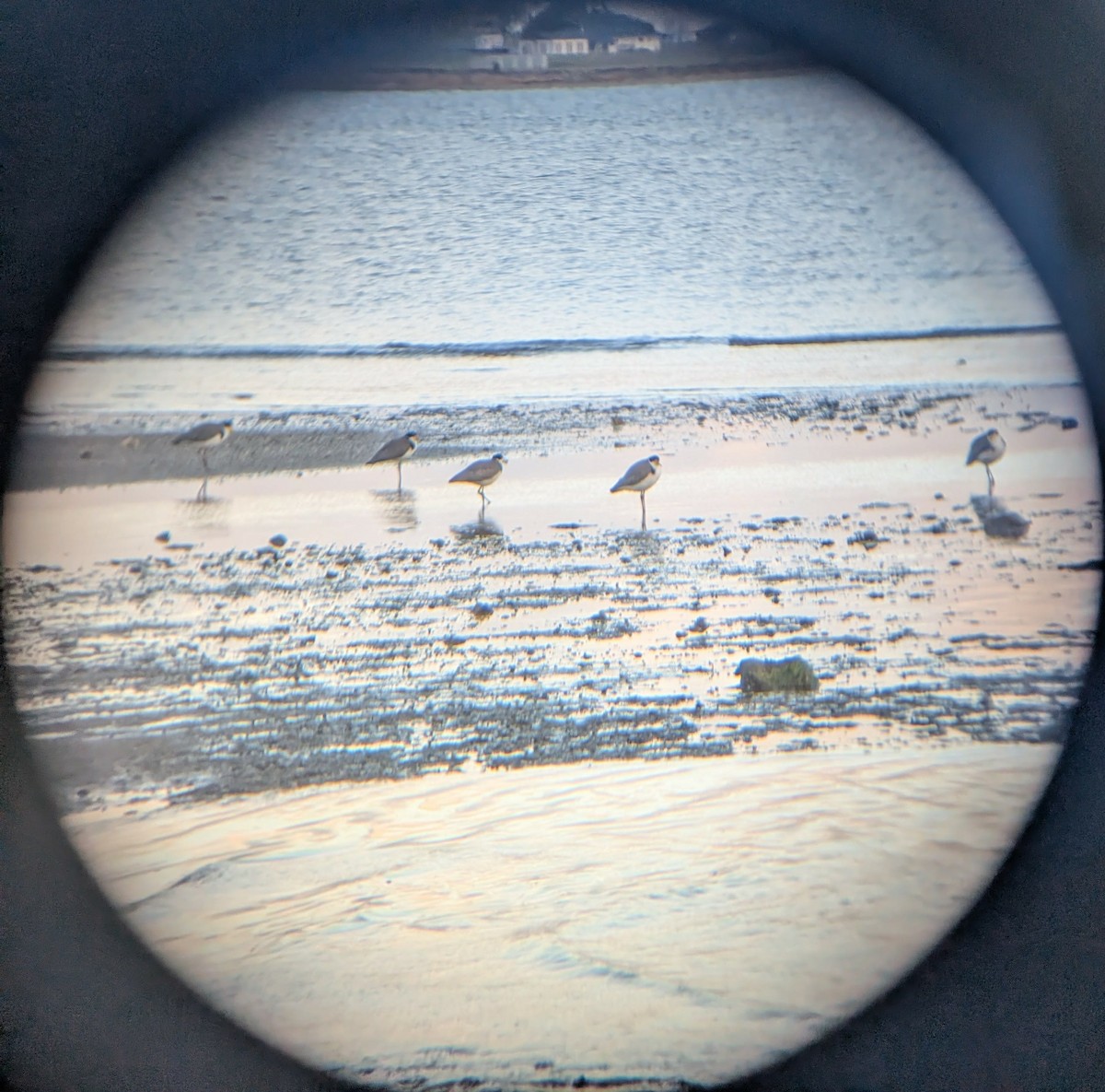 čejka australská - ML645539036