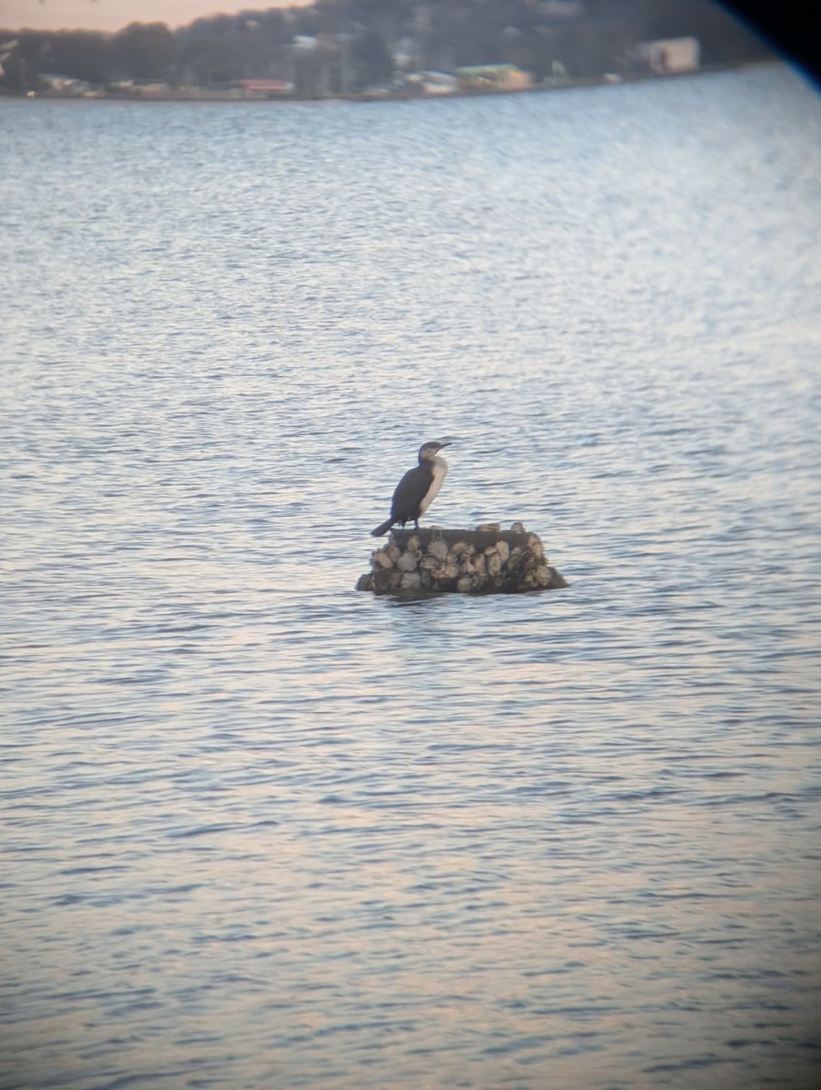 kormorán tasmánský - ML645539041