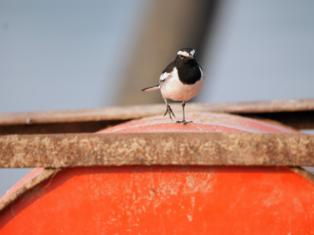 White-browed Wagtail - ML645539042