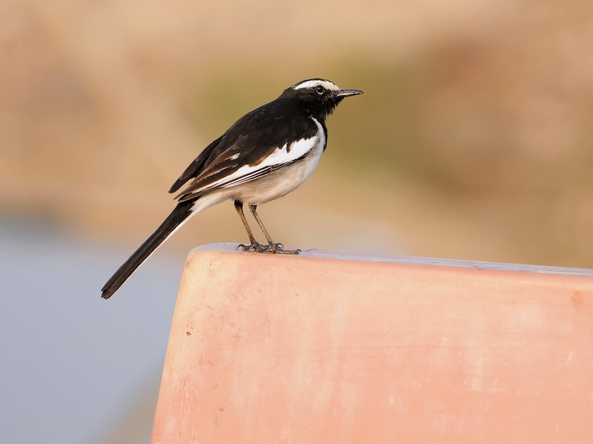 White-browed Wagtail - ML645539043