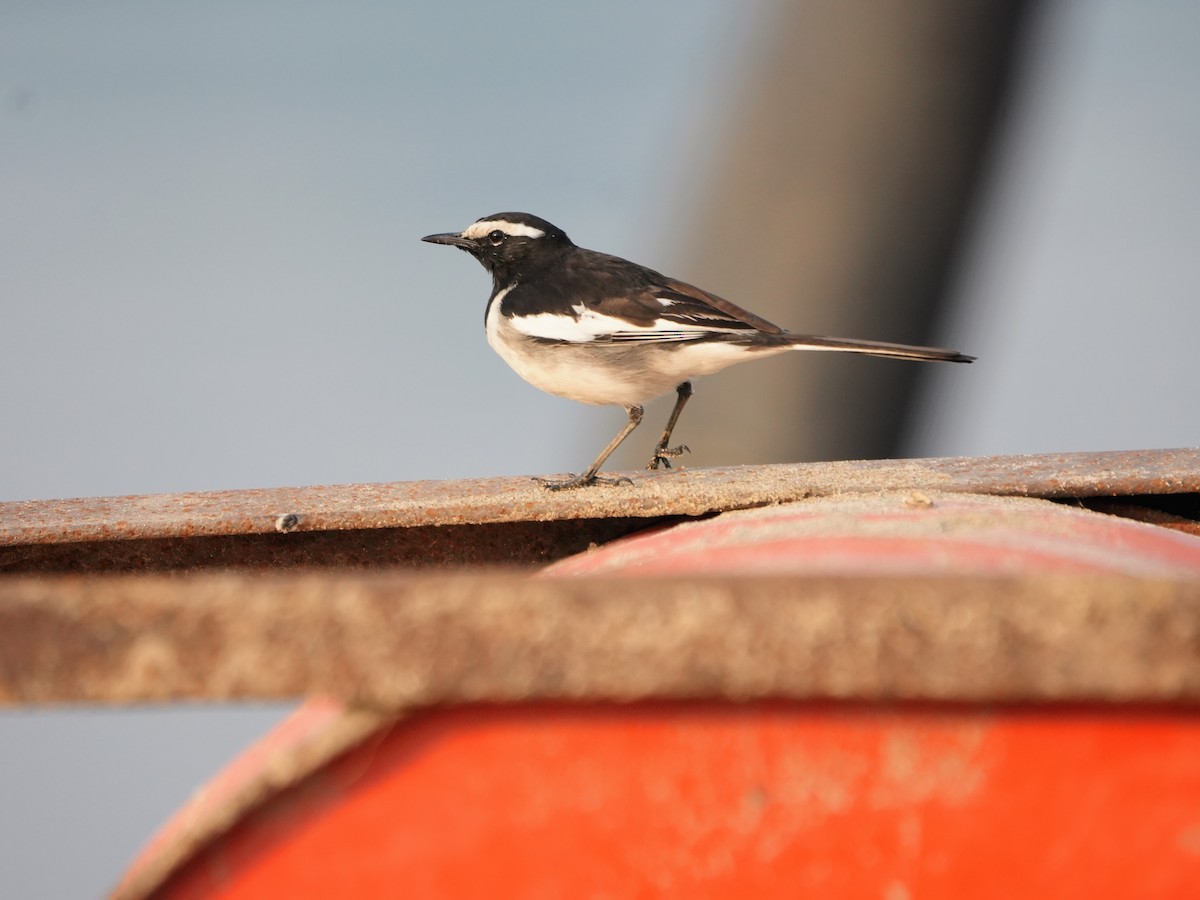 White-browed Wagtail - ML645539044