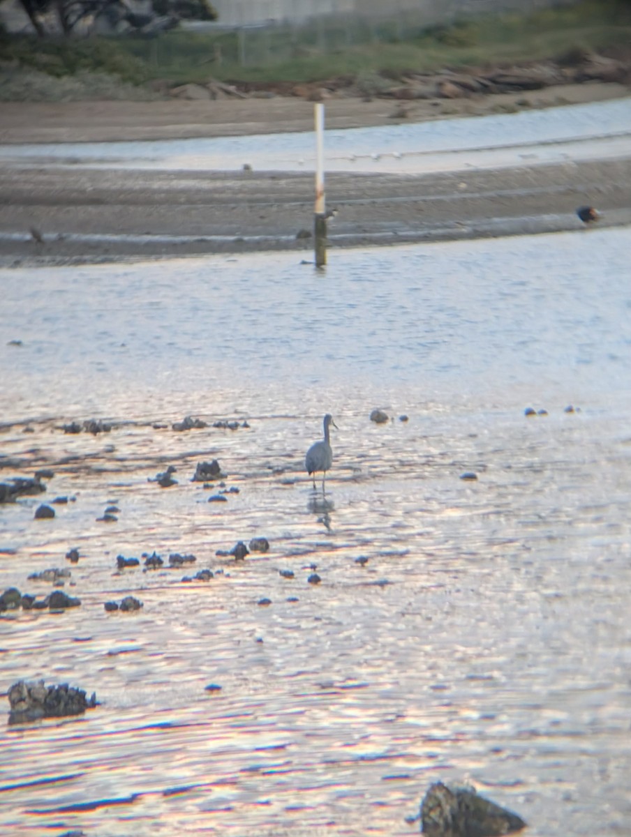 volavka bělolící - ML645539046