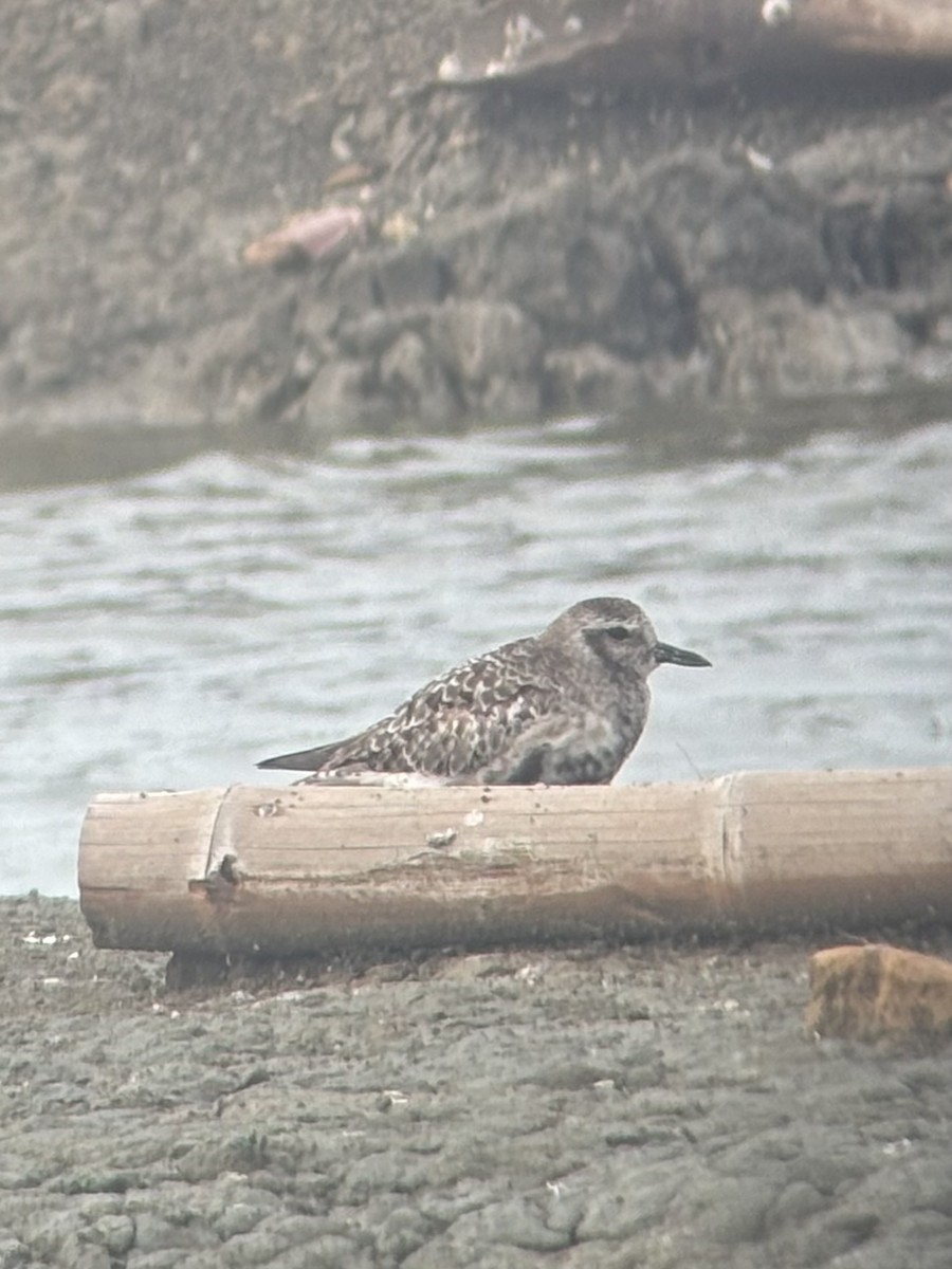 Chorlito Gris - ML645539049