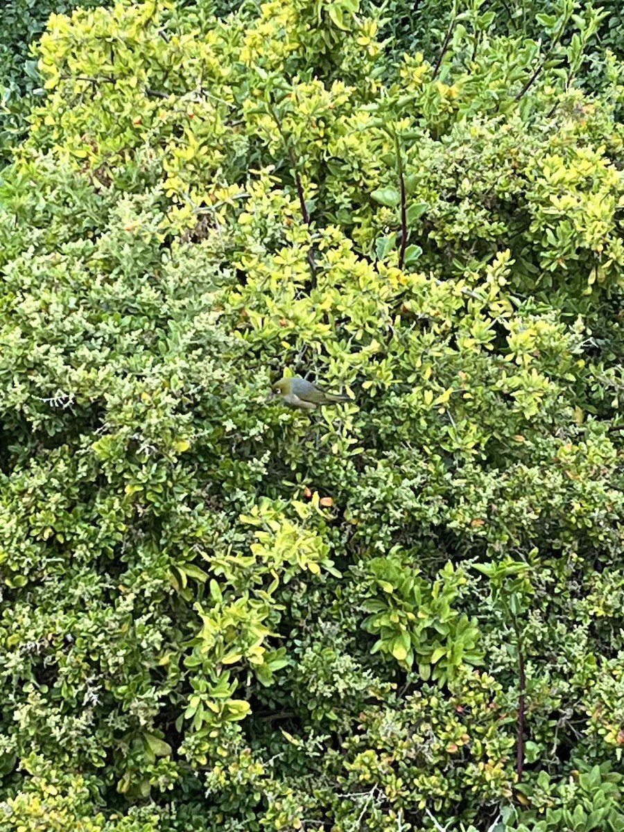 Silvereye - ML645539052