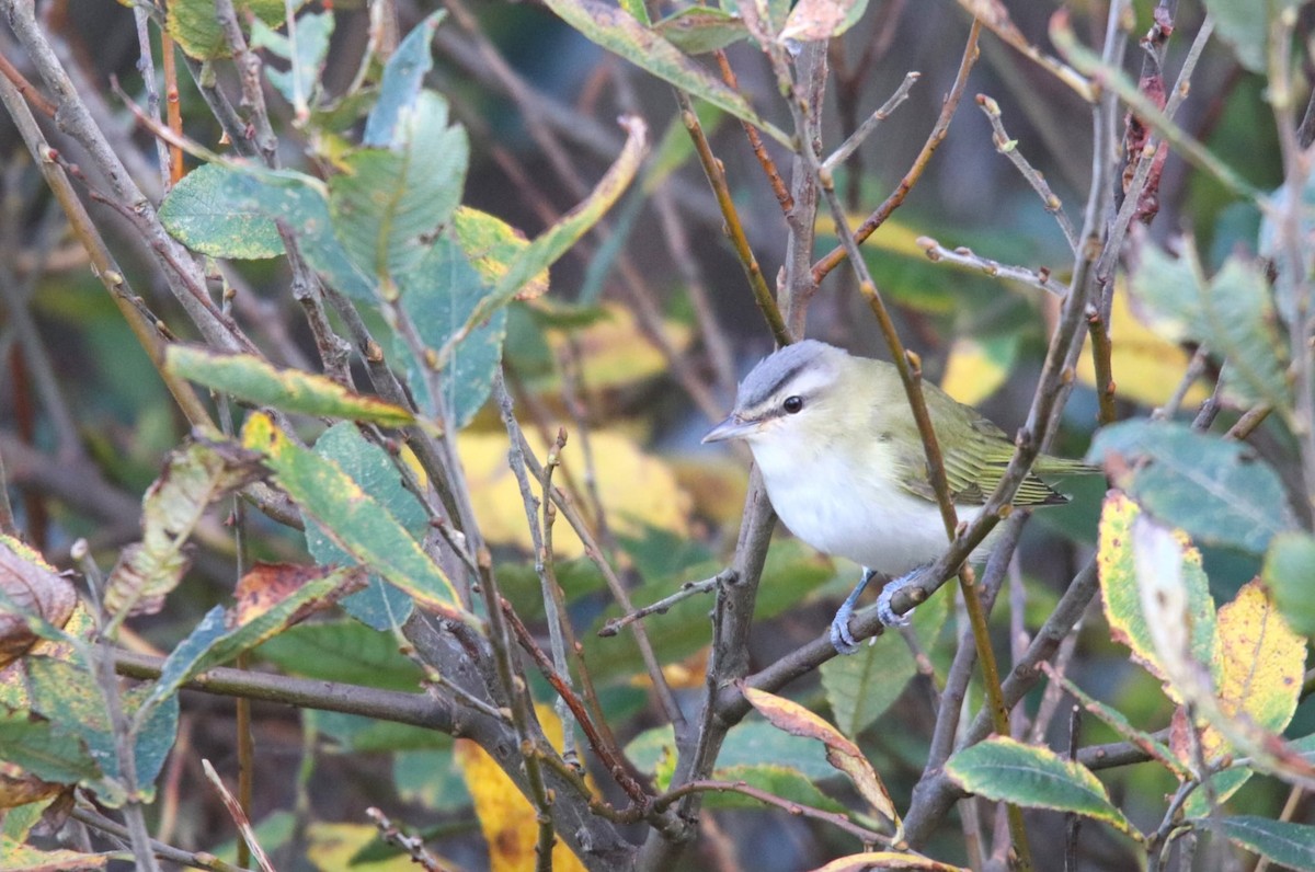 Красноглазый виреон - ML645539056
