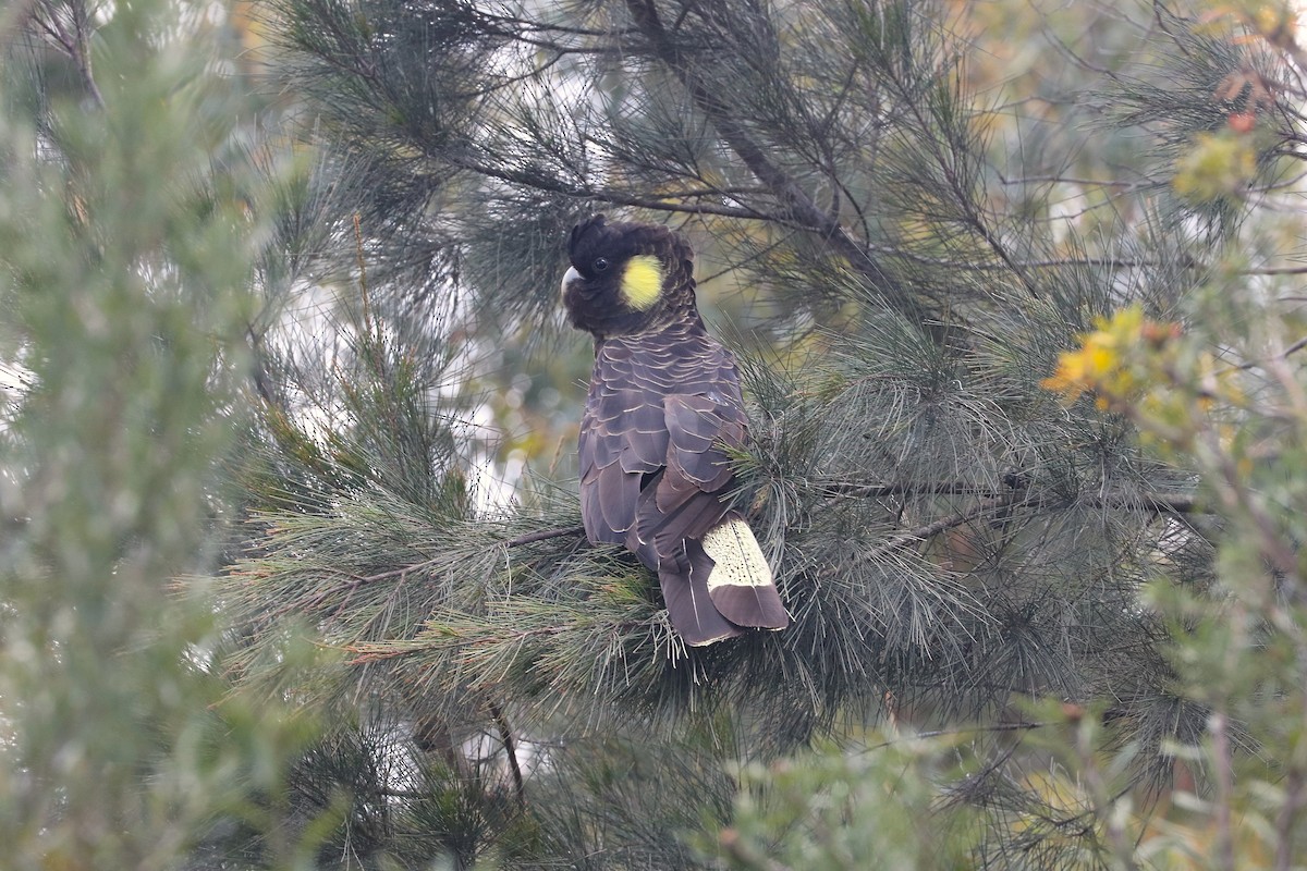 Yellow-tailed Black-Cockatoo - ML645539058