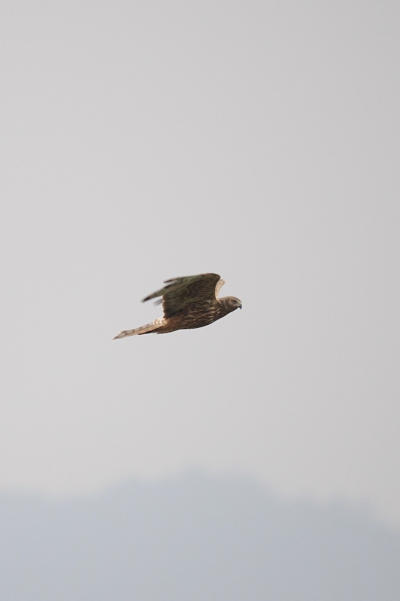 Eastern Marsh Harrier - ML645539061