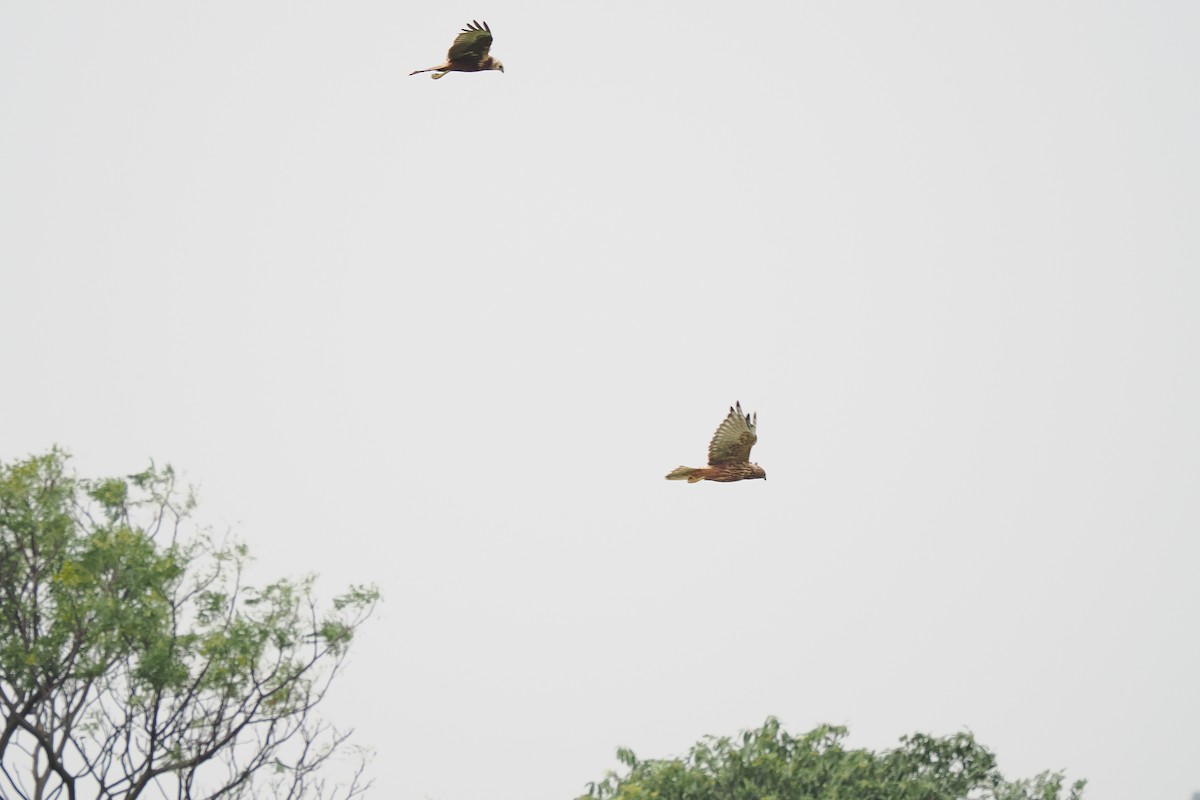 Eastern Marsh Harrier - ML645539062