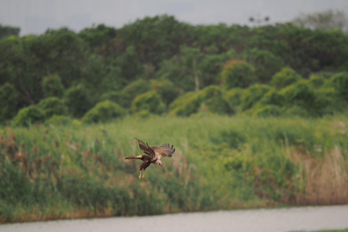 Eastern Marsh Harrier - ML645539063