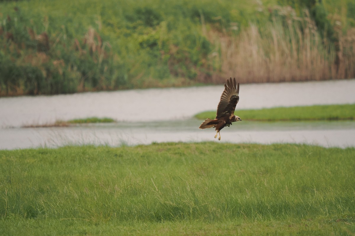 Eastern Marsh Harrier - ML645539064