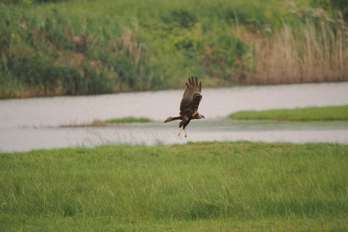 Eastern Marsh Harrier - ML645539065