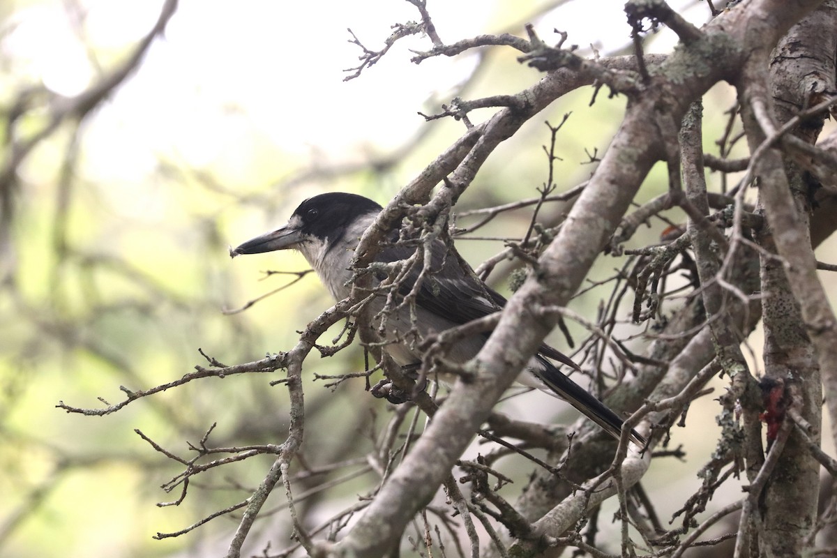 Gray Butcherbird - ML645539072