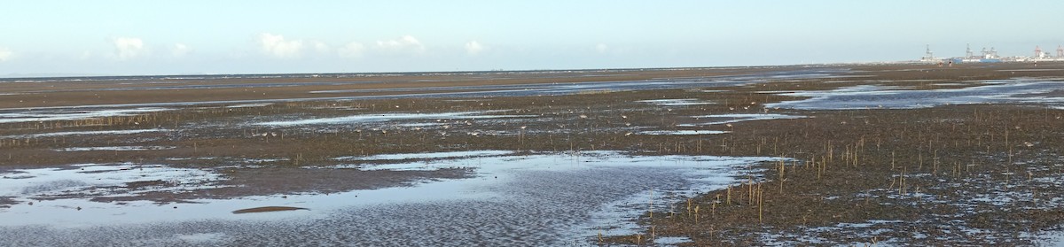 Sharp-tailed Sandpiper - ML645539073
