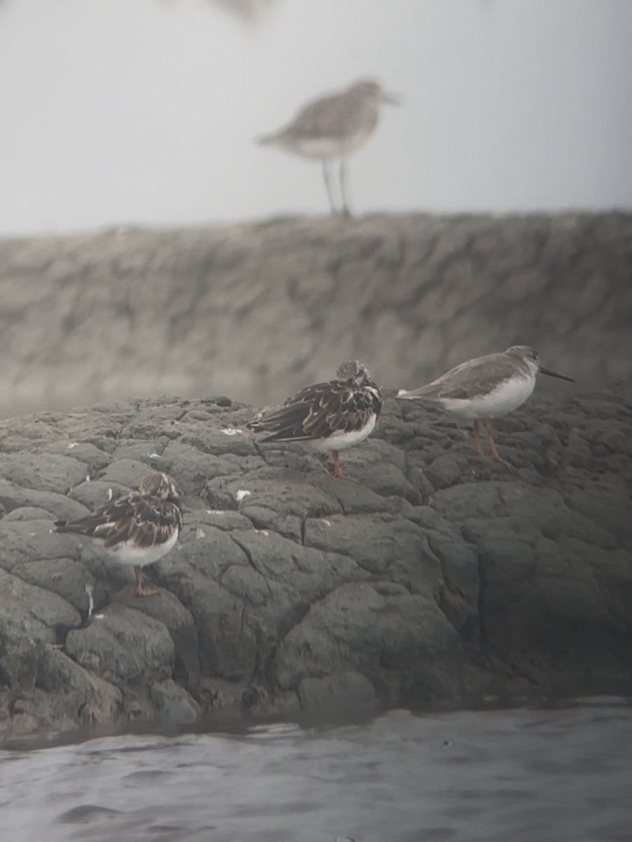 ביצנית אפורה - ML645539075