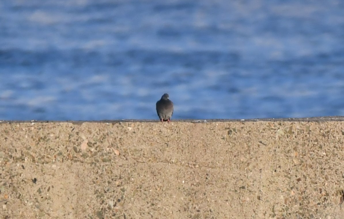 Rock Pigeon (Feral Pigeon) - ML645539080