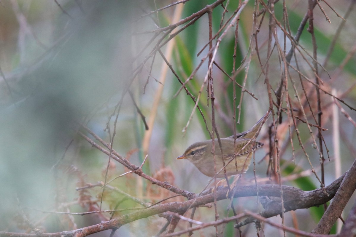 Radde's Warbler - ML645539081