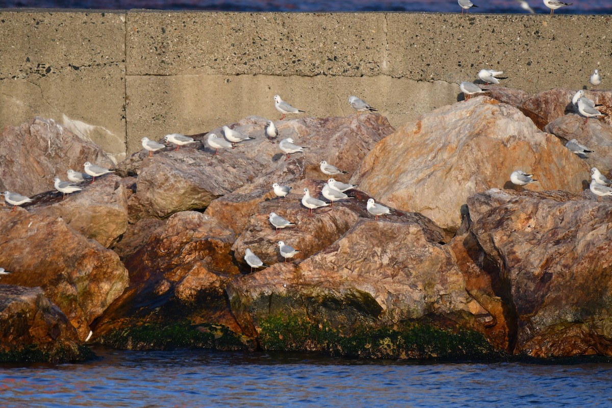 Black-headed Gull - ML645539082