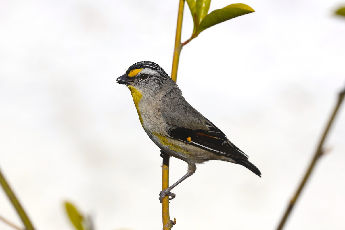 Striated Pardalote - ML645539083