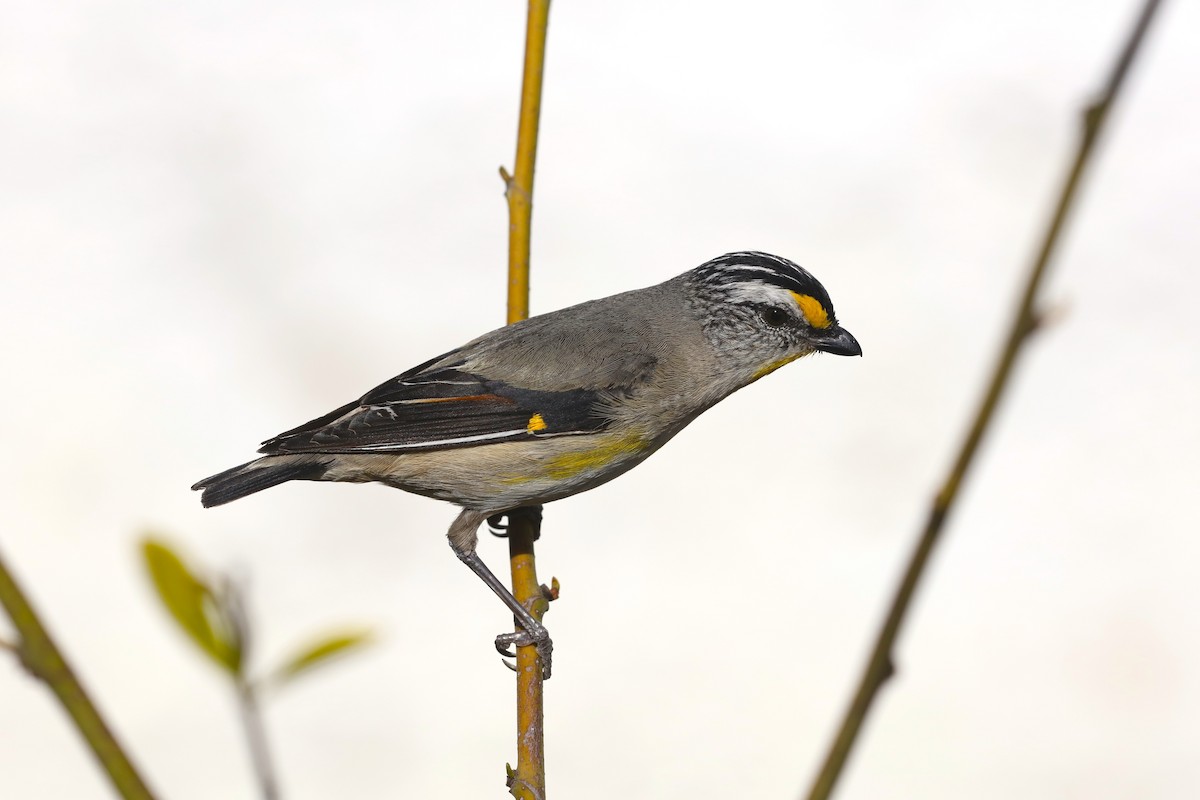 Striated Pardalote - ML645539084