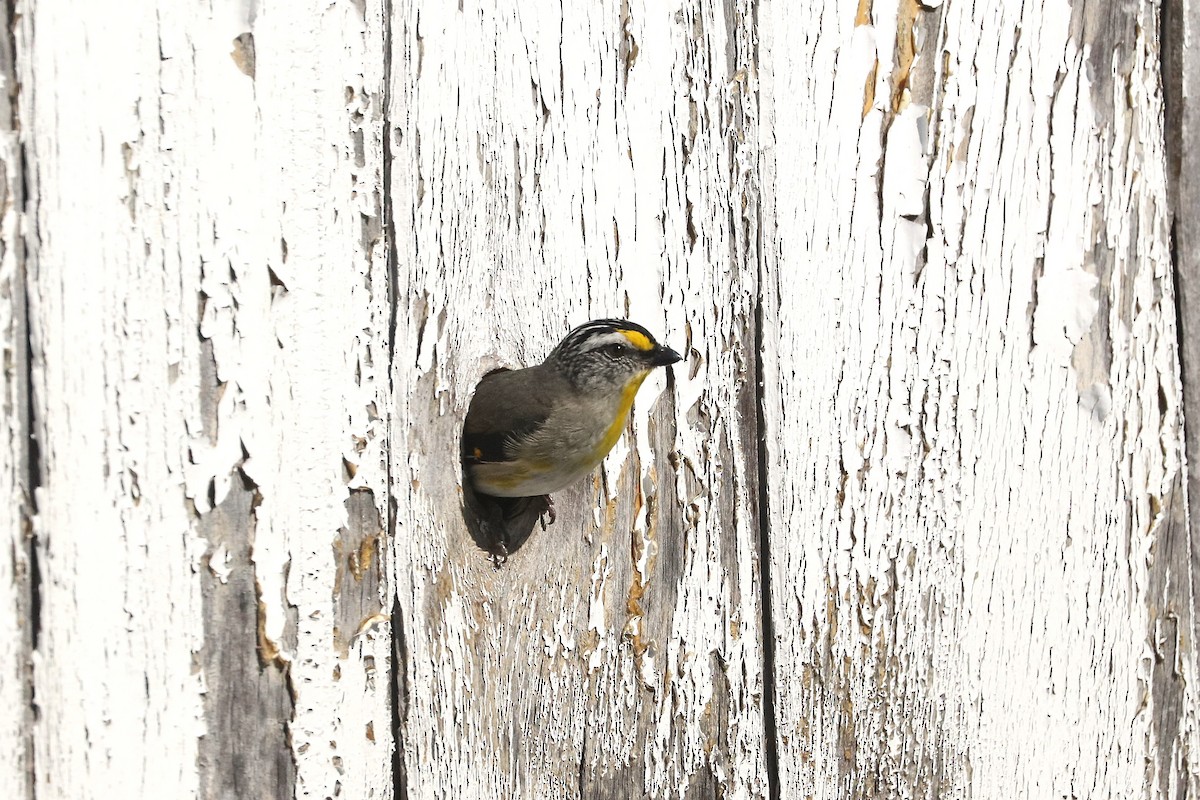 Striated Pardalote - ML645539085