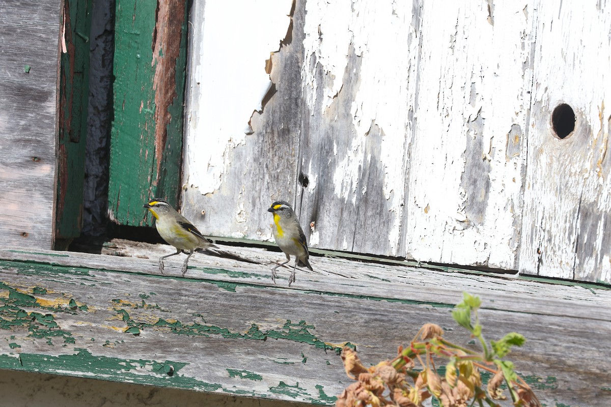 Striated Pardalote - ML645539086