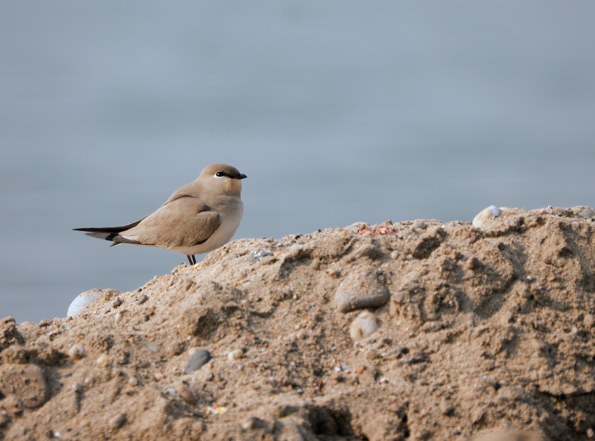 Small Pratincole - ML645539087