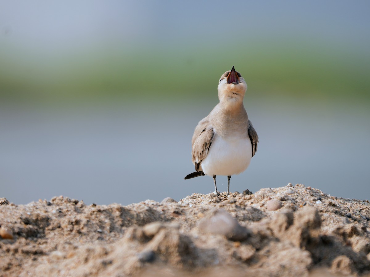 Small Pratincole - ML645539088