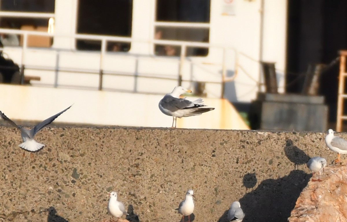 Armenian Gull - ML645539089