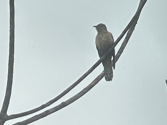 Sahul Brush Cuckoo - ML645539090