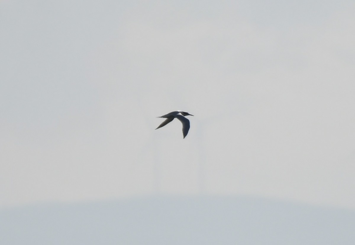 Sandwich Tern - ML645539092