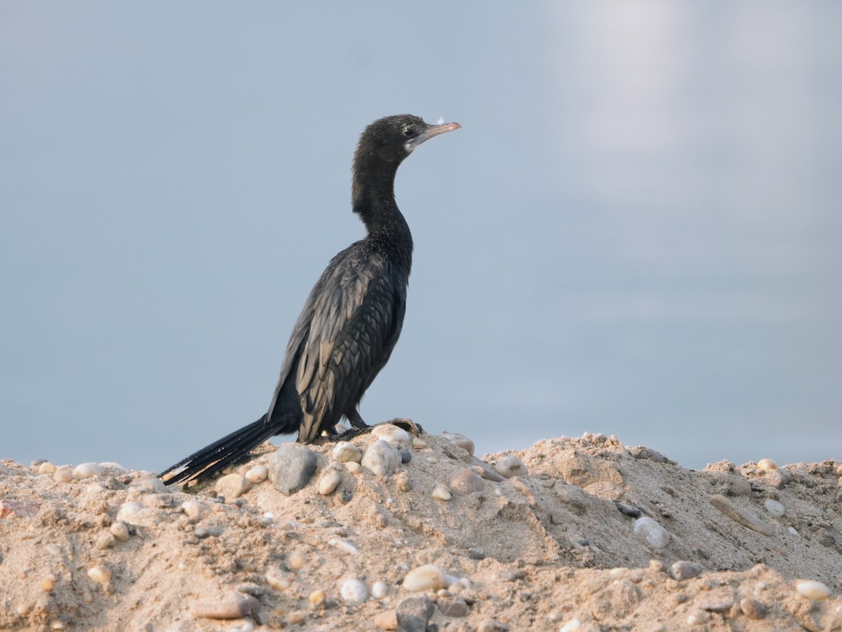 Little Cormorant - ML645539093