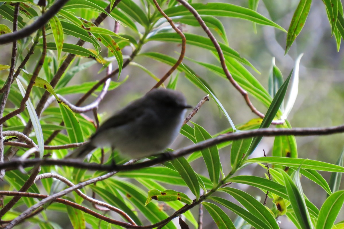 Gray Gerygone - ML645539094