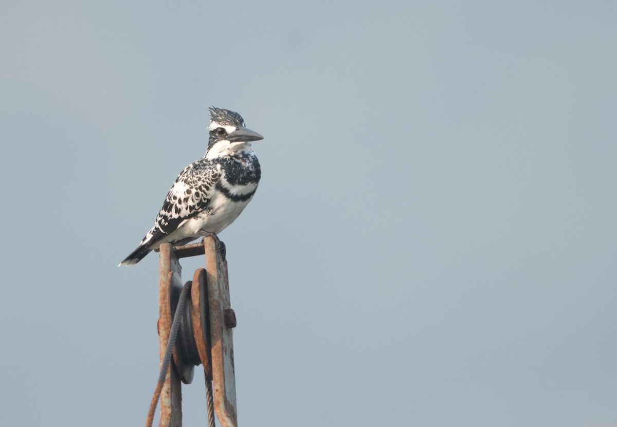 Pied Kingfisher - ML645539095